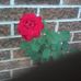Priscilla Snell - Facebook