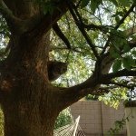 Priscilla Tyler - @backyardcats - Instagram