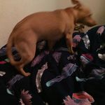Priscilla weeks - @petetypieweeks - Instagram