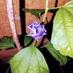Pritam Saha - Facebook