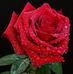Priya Balakrishnan - Facebook