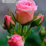 Priya mathews - @anandappu2006 - Instagram