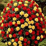 Priya Moses - Facebook