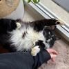 priya_with_white_paws - @priya_with_white_paws - TikTok