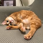 Carameow - @jennie_puiyung - Instagram