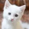 Pukar Pradhan - @user54488511889311 - TikTok