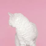 Qi Xin - @nixiq - Instagram