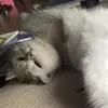 Qian Dai - @qiandai1 - TikTok