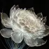 qiao.han - @qiao.han - TikTok