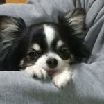 Tai Qiao Han - @qiaohan0105 - Instagram