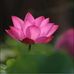 Qin Wen - Facebook