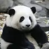 Qingqing Yang - @qingqing.yang - TikTok