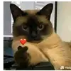 qingqingyang429 - @qingqingyang429 - TikTok