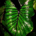 Quang Phan - @chodaude - Instagram