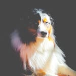 Finley B the Aussie Queen - @finleybtheaussiequeen - Instagram