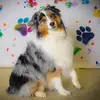Finley B the Aussie Queen - @finleybtheaussiequeen - TikTok