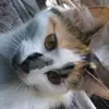 @bigred - @queenfords12347 - TikTok