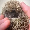 🦔 - @_.quillsmith._ - TikTok