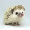 quilsmith - @quilsmith_thehedgehog - TikTok