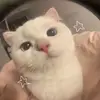 quinn ˖ ࣪⭑ - @quinn_chuu - TikTok