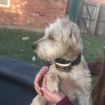 GoodDogHarley - @harley_quinn_mathis - Instagram