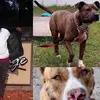 quinteriusstrong - @brindlekennels - TikTok