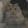 鳳梨🍍鼠鼠🐹❤️ - @quinyu4 - TikTok