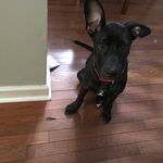 Quincy Ace Scooby Doo Batson - @qui.ncy233 - Instagram