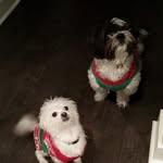 Baxter & Quincy - @baxter_quincy - Instagram