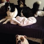 Quincy Baxter Zoe - @schaeffer.dogs - Instagram