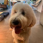 Quincy Brooks - @quincy.brooks.goldendoodle - Instagram