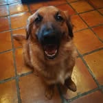 Dexter Quincy Gordon - @daily.dog.dexter - Instagram