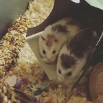 🐹Quincy🐹Harper🐹 - @quincy.and.harper - Instagram