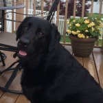 Quincy Joe Simpson - @quincy_joe_labrador - Instagram