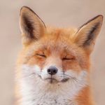 Quinn Fox - @quinn_fox - Instagram