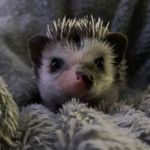 Quinn and gilbert - @the_hoglet_heard - Instagram