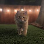 Quinn Ringgold - @quinnsellseverything - Instagram