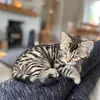 Quinton The Bengal Cross - @quintoncat - TikTok