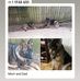 Quinton German shepherds - Facebook