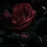 Quinton McCoy - @quintonmccoy2 - TikTok