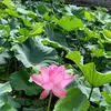 Quoc Ho - @quoc.ho85 - TikTok