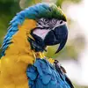 Quoc Ly - @quoc.ly36 - TikTok