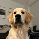 Rabarber - @kuldne.rabarber - Instagram