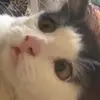 Rabia Abid - @rabia.abid2 - TikTok