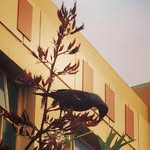 Rachael Back - @genus_pica - Instagram