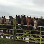 Rachael Beck - @rachaelbeck_thehorseys - Instagram