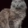 Rachael Beck - @makenzie_davis038024 - TikTok