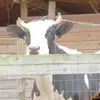 Rachael Daniel - @rachael.daniel49 - TikTok