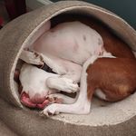 Rachel Harrell - @jamesmaythepup - Instagram