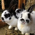 Rachel Hindle - @bugzandrubes - Instagram